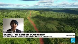 Wilderness in Indonesia saving the Leuser Ecosystem • FRANCE 24 English [upl. by Lustick]