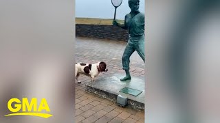 Confused dog tries to play fetch with statue [upl. by Sumedocin]