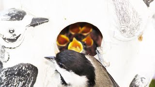 Chickadee Baby Bird Feeding FYV [upl. by Prisca192]