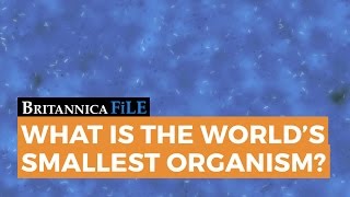 BRITANNICA FILE Whats the worlds smallest organism  Encyclopaedia Britannica [upl. by Iaka]