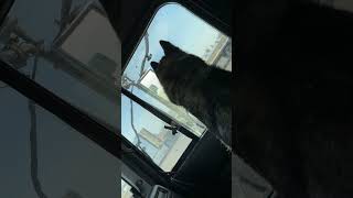 Trucker dog waiting for a steak nisku alberta husky hotshot [upl. by Armillia]