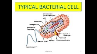 Difference between gram positive and gram negative in hindi  Biology solution [upl. by Suoiluj408]