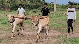 Ongole Bulls Thatimakulapalle kanasani Chandramohan Reddy Bulls practice youtubeshorts videos [upl. by Ronalda]