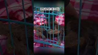 Epilepsy amp Seizure in a Dog epilepsy [upl. by Huntingdon]