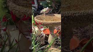 Male Bronzewing Pigeon [upl. by Lucinda]