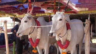 Handsome hallikar bullocks of Bidarahalli at Ghati Jatre [upl. by Jemina]