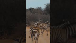 Zebras  running  shorts animals wildlife nature [upl. by Zondra]