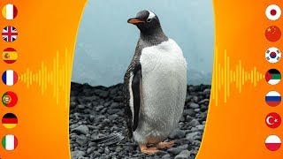 Bird Sounds Gentoo Penguin [upl. by Adrial]