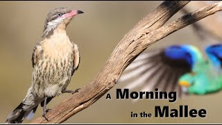 Birds of the Mallee [upl. by Materse]