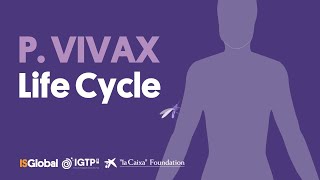 Plasmodium Vivax Life Cycle [upl. by Krebs]