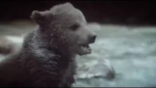 LOurs  The Bear  1988  Trailer  Tchéky Karyo [upl. by Enaz]