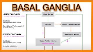 Basal Ganglia Direct vs Indirect Pathways [upl. by Favianus]