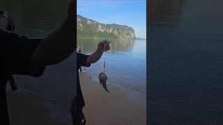 Jawfish caught on lure fishing fishing lurefishing islandfishing [upl. by Aytida315]