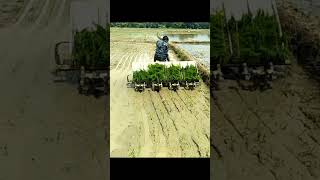 धान रोपने वाला मशीन dhan ropne wala machineshortsvideo kisan [upl. by Fleta]