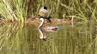 Western Grebes Tending To Their Nest And Eggs [upl. by Strade705]