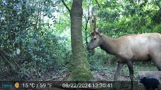 Elk in Front of Our Camera [upl. by Ataynik206]