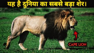 The Real Story of Cape Lions। Cape Lions Documentary in Hindi। Facts Phylum [upl. by Einial]