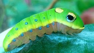 Crazy Snake Mimic Caterpillar and MORE [upl. by Rianon]