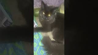 A villain smile 😃😊 youtubeshort kitten😇😇😇 [upl. by Tabshey]