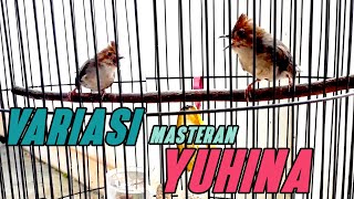 BURUNG YUHINA GACOR untuk MASTERAN COCOK untuk penambah VARIASI TEMBAKAN MURAI BATU [upl. by Girish]