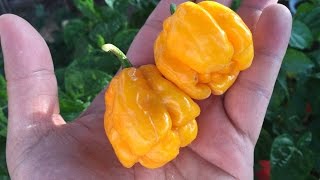 Whats That Pepper Ep02  MOA Scotch Bonnet Ministry of Agriculture [upl. by Lavotsirc]