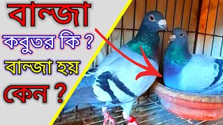 Banja kobutor Ki  বানজা কবুতর কিভাবে চিনবেন Banja pigeon  কবুতর বান্জা হয় কেন [upl. by Parry]