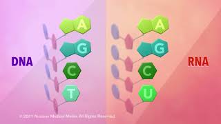 DNA and RNA  Overview of DNA and RNA [upl. by Benilda]