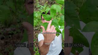 Identify poison ivy  oak  sumac [upl. by Sabian643]