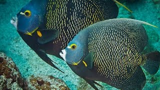 Cozumel Mexico Diving French Angelfish [upl. by Griffiths]