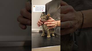 Koko kod veterinara 🐈 shorstvideo shortsfeed vlog viralvideo [upl. by Largent]