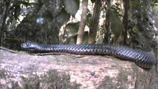 Deadly Australians The Redbellied Black Snake [upl. by Adnovahs50]