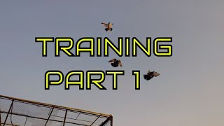 Training high flying pigeonsletting your pigeons out side the loft  Pigeons Training part one [upl. by Rosalinda869]