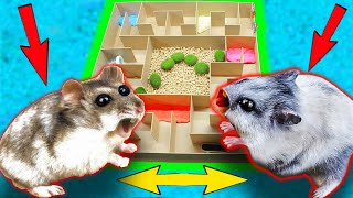 Hamsters Epic Maze Adventure Traps Obstacles  Hamster Adorable Friendship [upl. by Gnem]