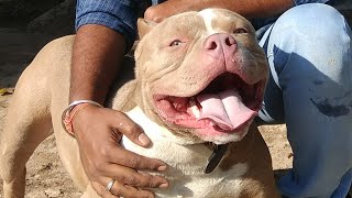 Dont Buy American Bully or buy watch this video to clear your mind Doggyz World [upl. by Ahseyk]