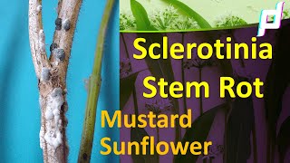 Lecture on Sclerotinia Stem Rot [upl. by Onid]