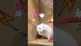 Hamster Escape Amazing Maze Level 6066 shortsviral hamsters [upl. by Hiro]