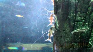 Polynemus aquilonaris Paradise threadfin [upl. by Nottap]