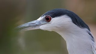 🐧 BlackCrowned Night Heron with Call Sound [upl. by Odnala]