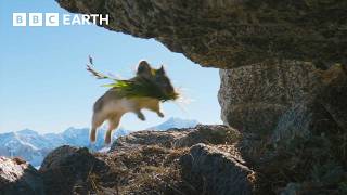 Cute Pika Steals Food From Neighbours  4K UHD  Mammals  BBC Earth [upl. by Thomasine400]