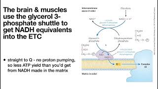 Bring on the NAD Lactate fermentation Cori Cycle amp NADH shuttles malateaspartate amp glycerol3P [upl. by Netram]