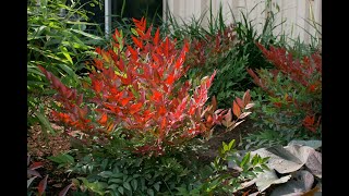 Awesome Evergreen shrubs for Fall colorNandinasGardenStyle nw [upl. by Anamor]