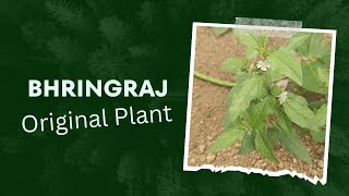 BHRINGRAJ original Plant BHRINGRAJ ka phodha kesadikhta hai  BHRINGRAJ ka Plant kesa dikhta hai [upl. by Assirrec373]