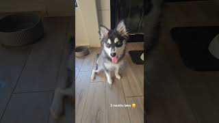 Pomsky puppies growing fast in 2 months pomskies husky puppies minihusky pomskypuppy pomsky [upl. by Hawthorn586]