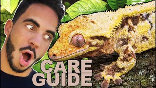 Crested Gecko Care amp SetUp Complete Care Guide [upl. by Noicnecsa]