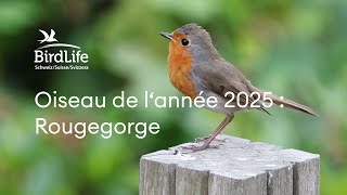 Oiseau de l’année 2025  Le rougegorge familier [upl. by Anastasia]