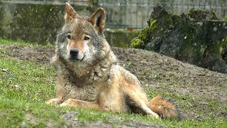 Am Samstag ist Wolfstag im Tierpark [upl. by Acireh513]