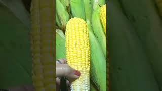 SWEETCORN FRESH FARM sweetcorn watch shortsviral [upl. by Gabey]