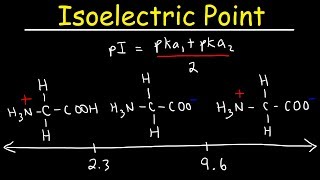 How To Calculate The Isoelectric Point of Amino Acids and Zwitterions [upl. by Frodeen737]