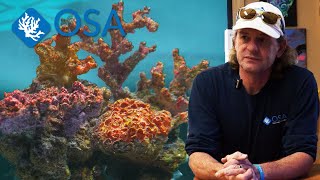 Super Realistic Artificial Coral  PERFECT for Fish Only Aquariums [upl. by Ednargel]