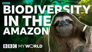 Why does biodiversity matter  BBC My World [upl. by Sinne]